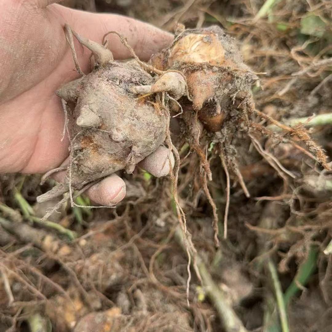 江油娜娜 【附子 半夏】