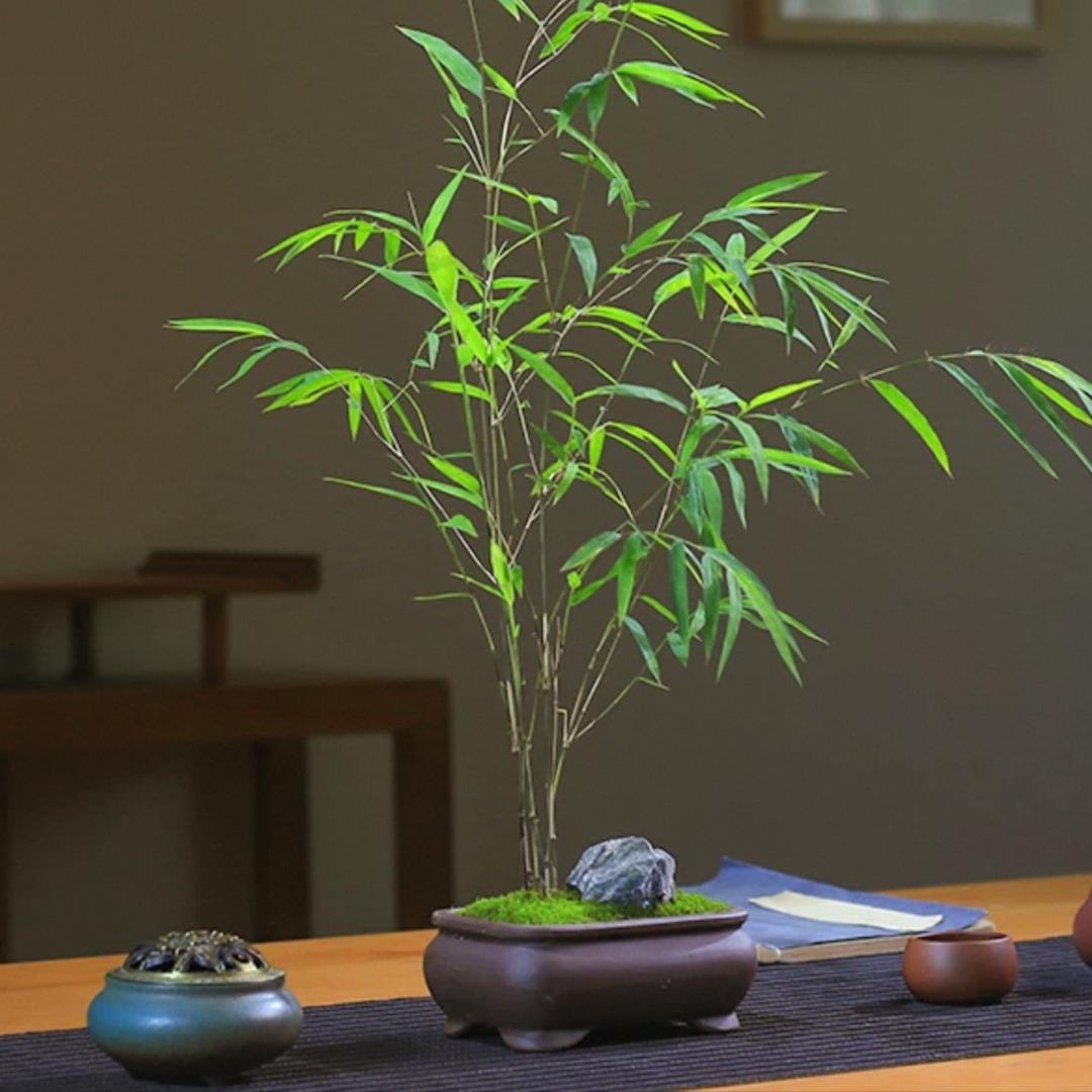 魏老板紫砂花盆