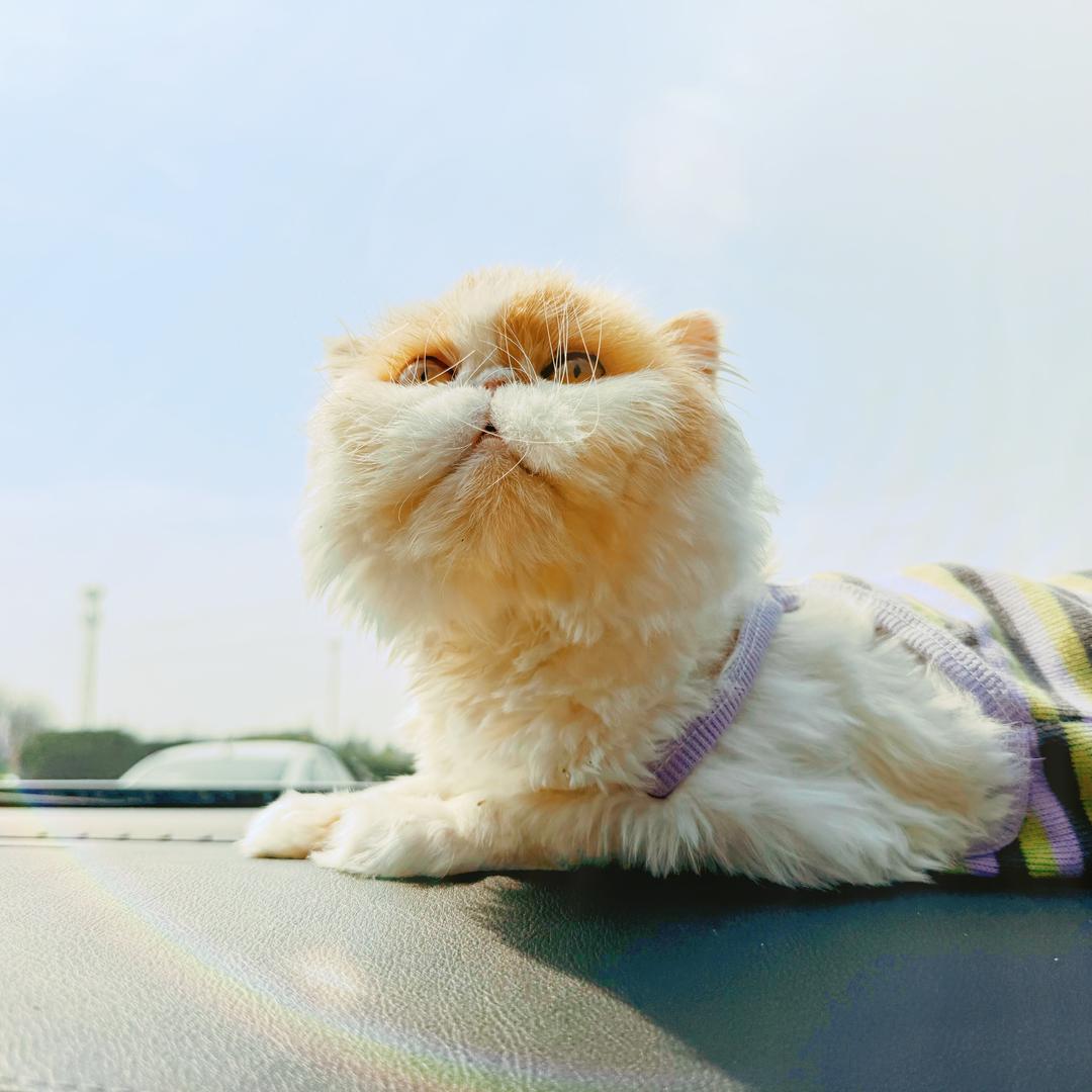 炸毛可乐ƪ(˘⌣˘)ʃ🥤