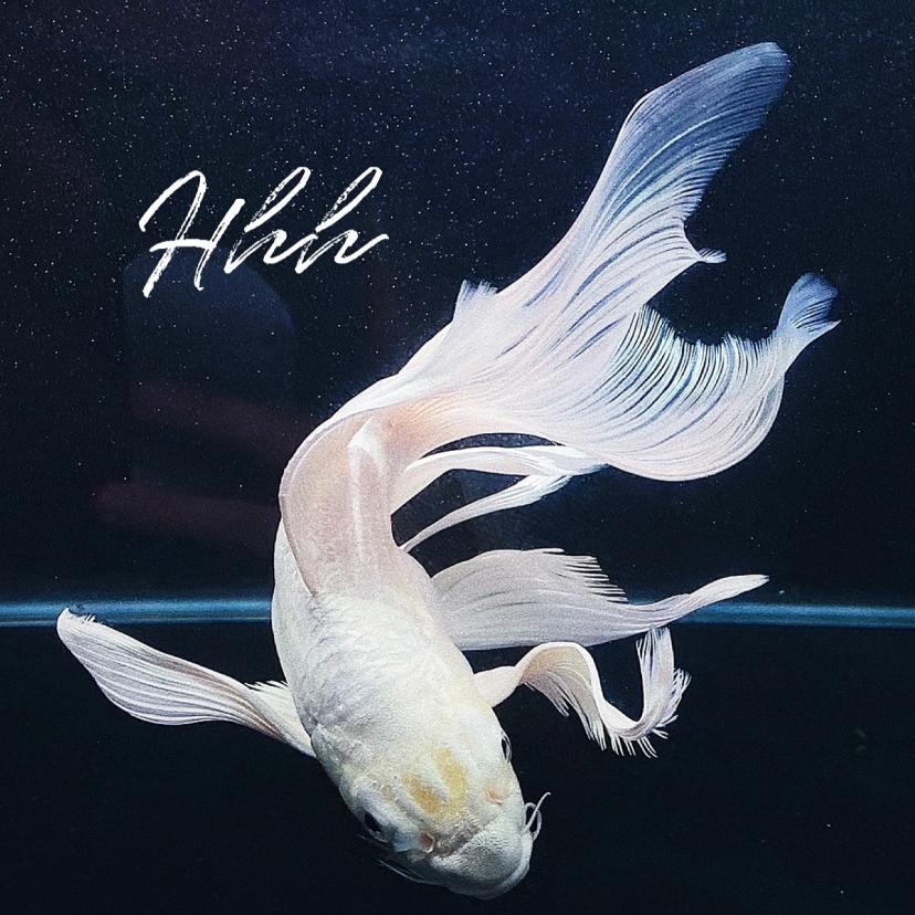 启航精品蝴蝶鲤