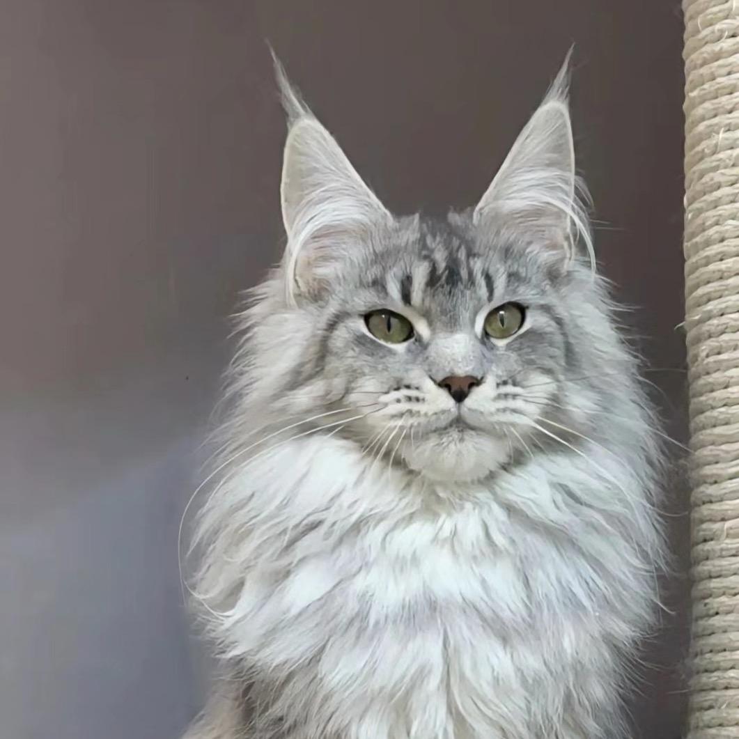 玛丽缅因猫舍