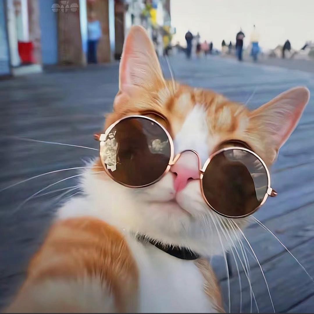 飞行的猫