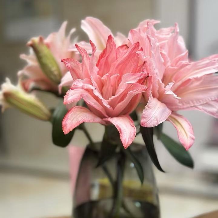 车厘子🍒