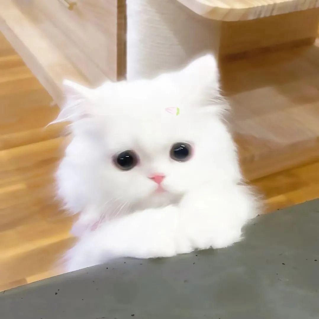 冰冷心