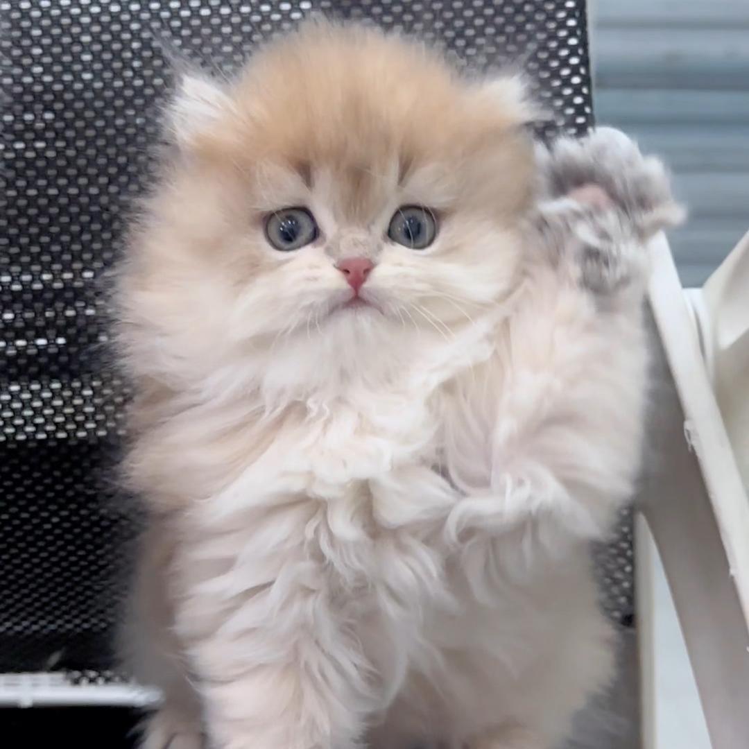 老秦的猫屋