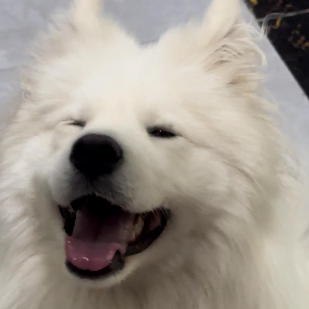 笨蛋