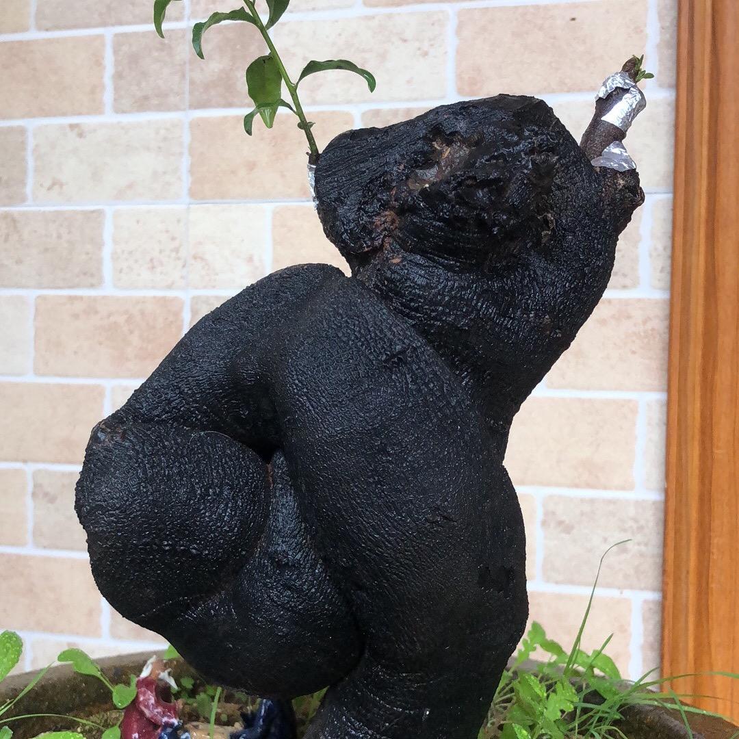 盆景汇金弹子