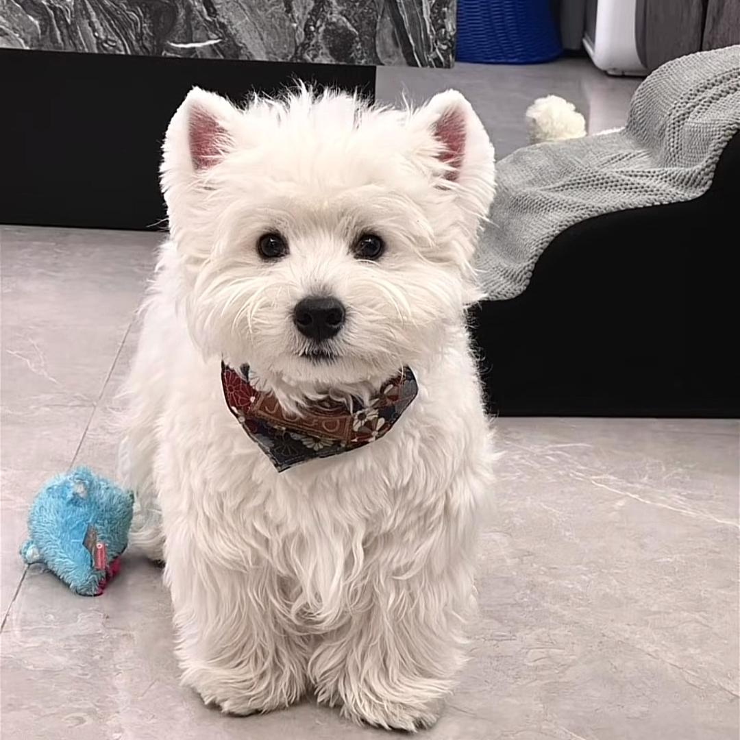 -慧