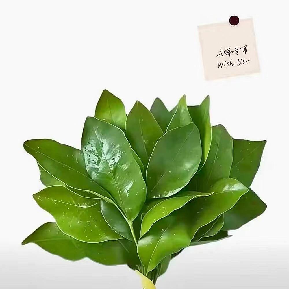 生椰奶跌