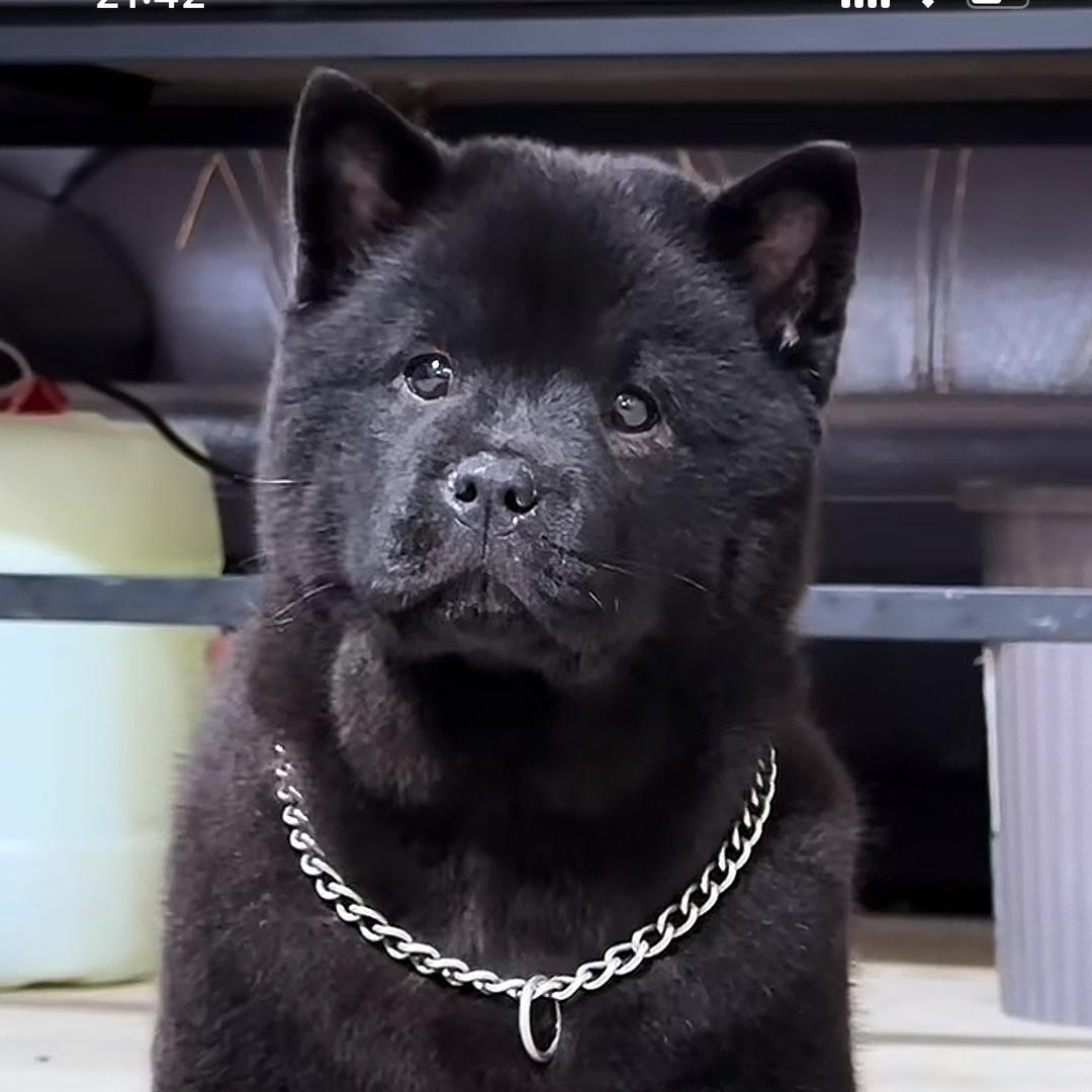 来条田园犬吧