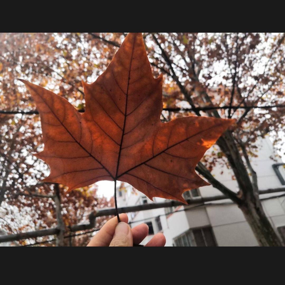 秋天的落叶🍂