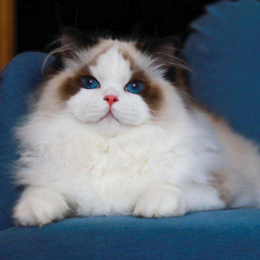 淇晴布偶猫头像