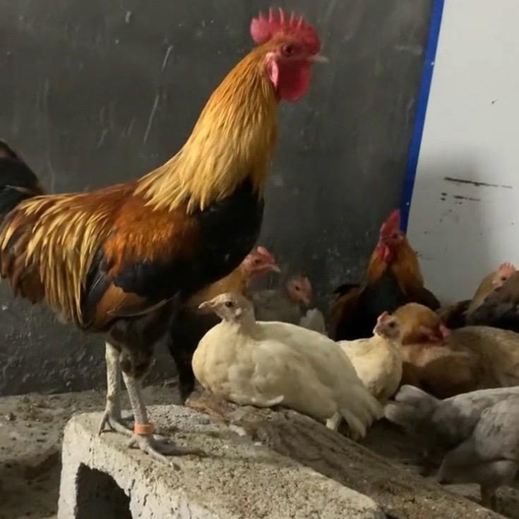 三叔的农场🐔