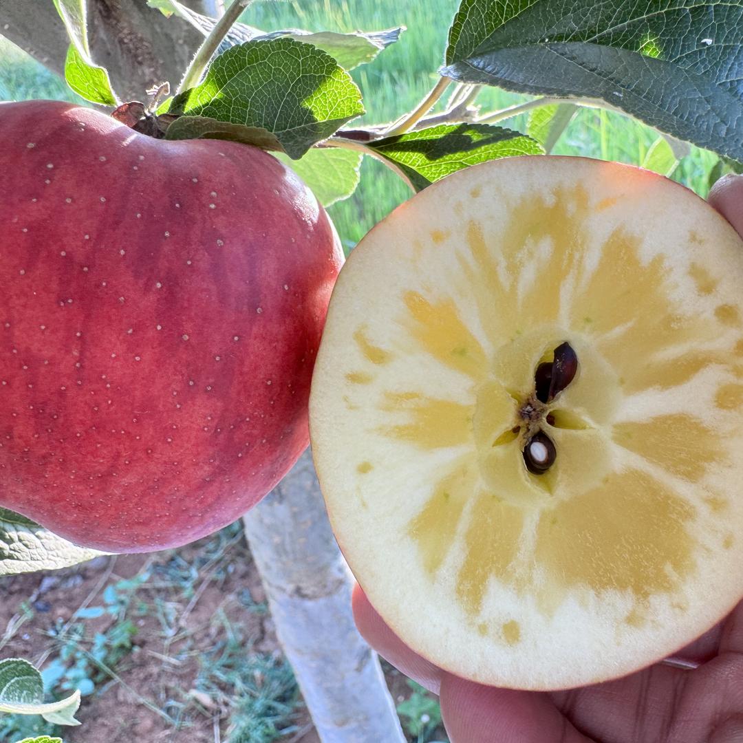 昭通果恬农业有限公司