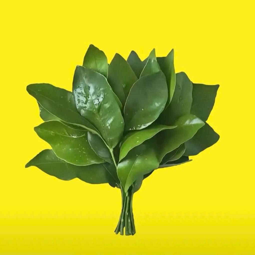 🍀蕾蕾