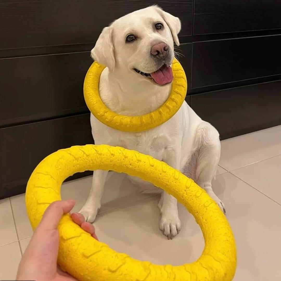 小可爱阿拉斯加