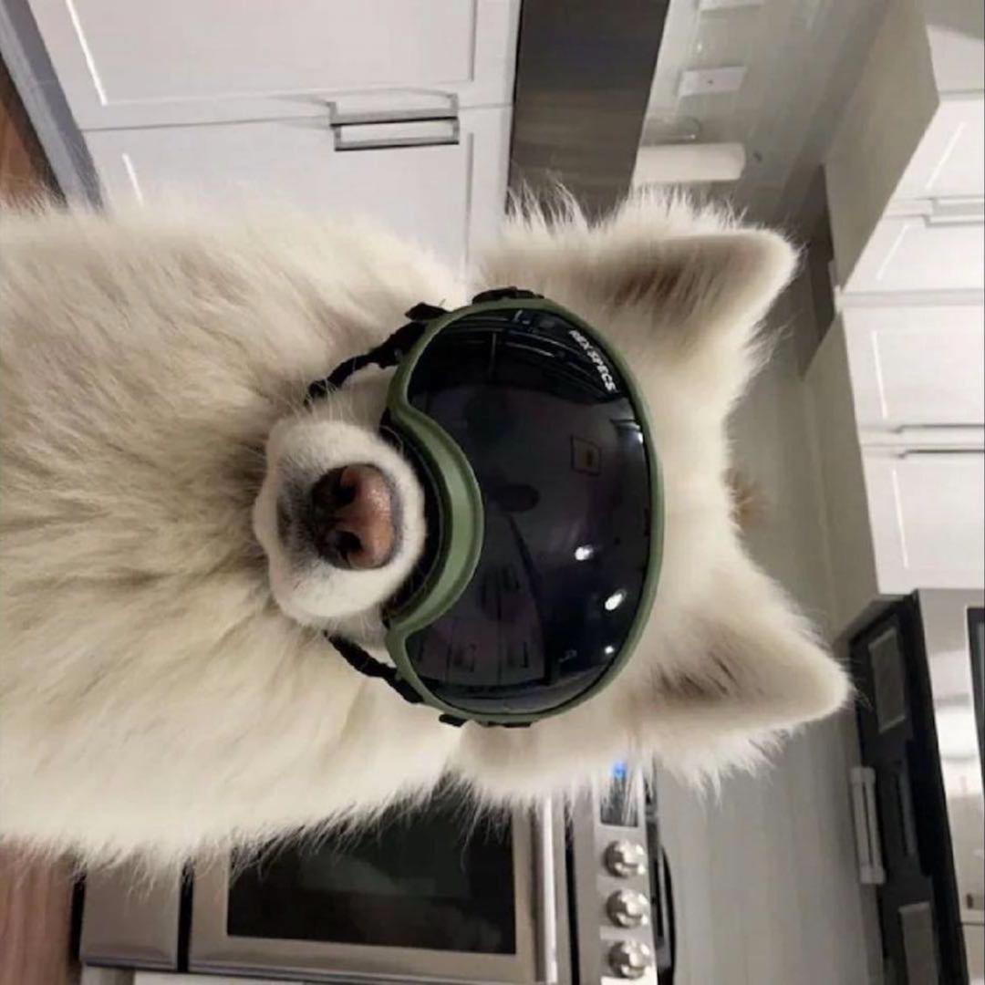 狡猾的菠萝头