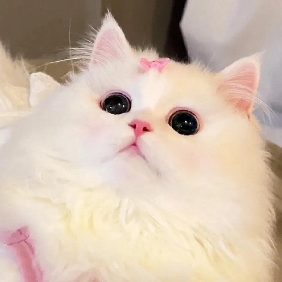 卡戴珊🍀