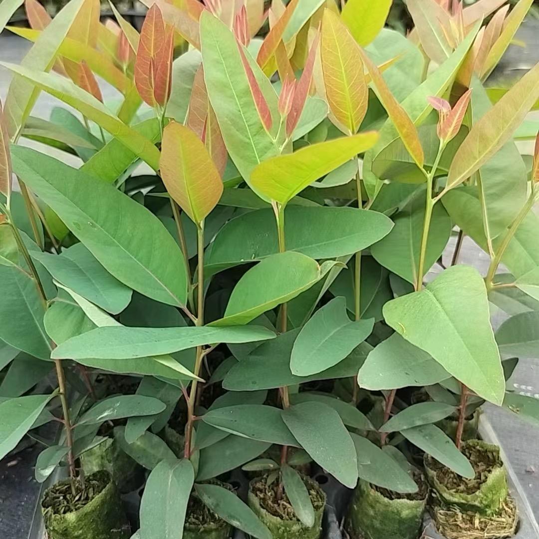 粤湛苗场