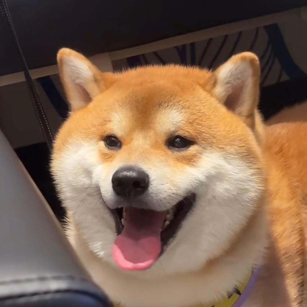 柴犬小九（摩羯座版）