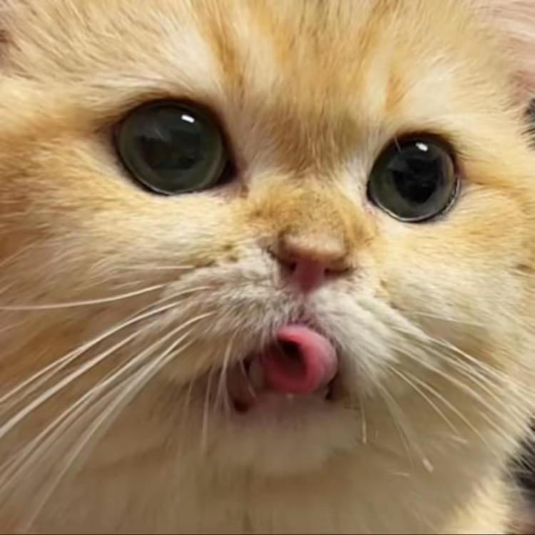 头痛养了猫