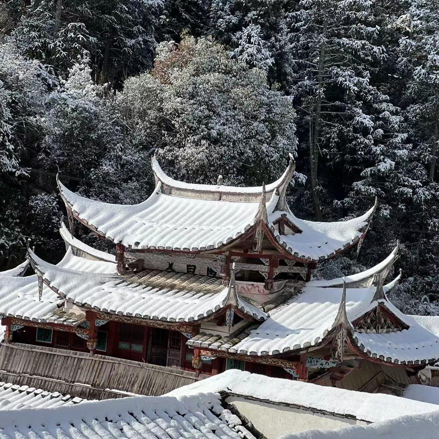 好多愚！            🪳