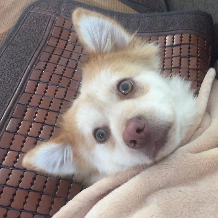 一团小胖几💚Ryan🌸