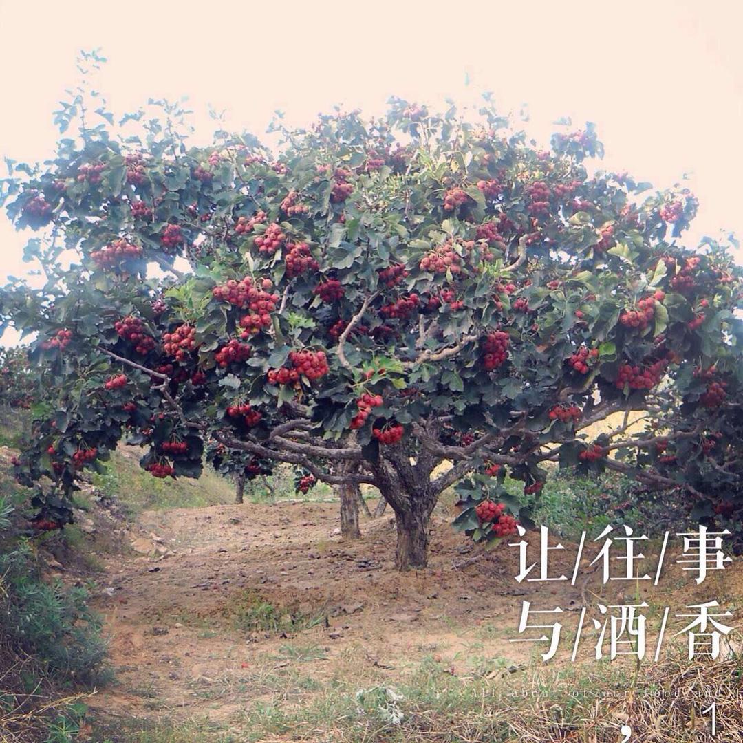 菠萝香橙（用一片土地，治愈我心）