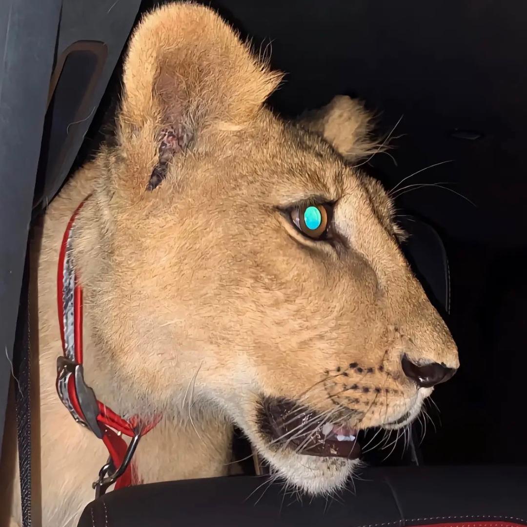 高冷洁癖女总裁爱上挑大粪的我