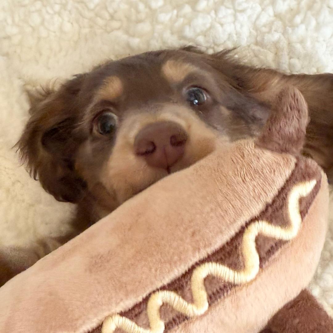 威士忌hotdog