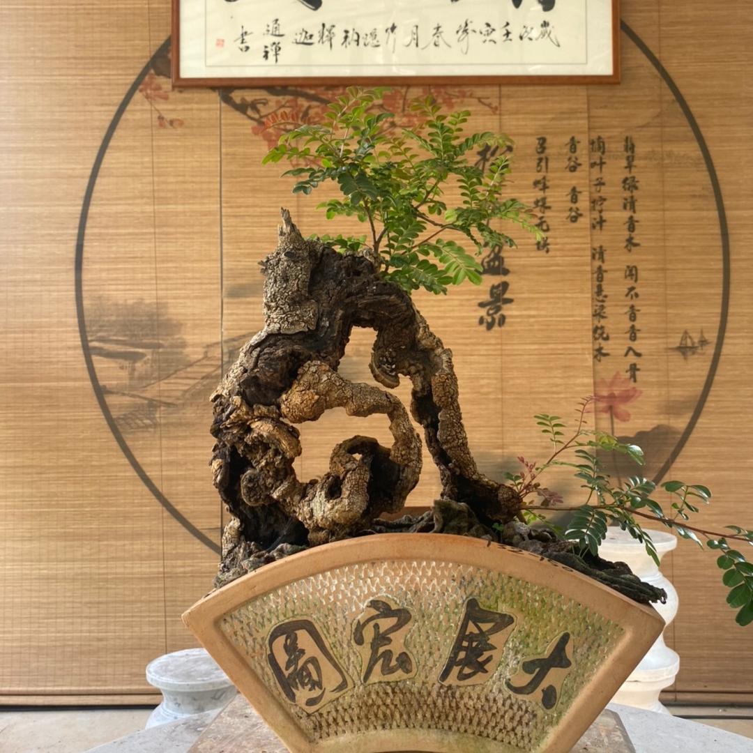 清香阁盆景