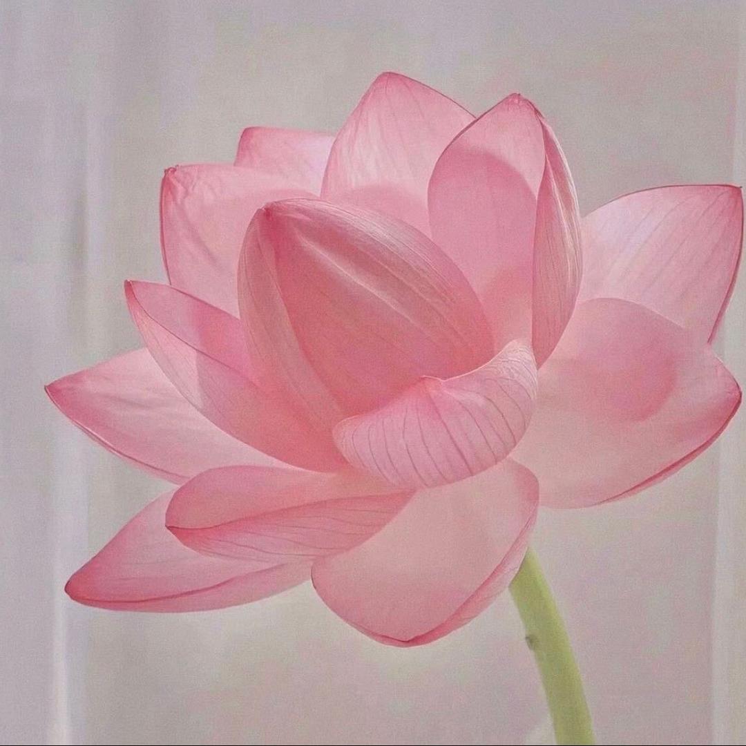 爱吃折耳根
