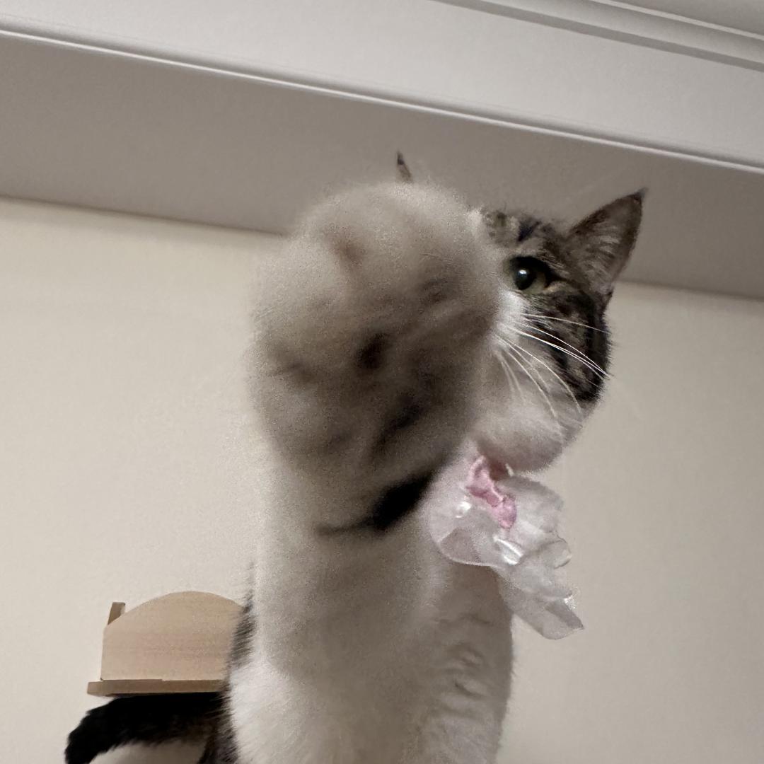 myvetpet