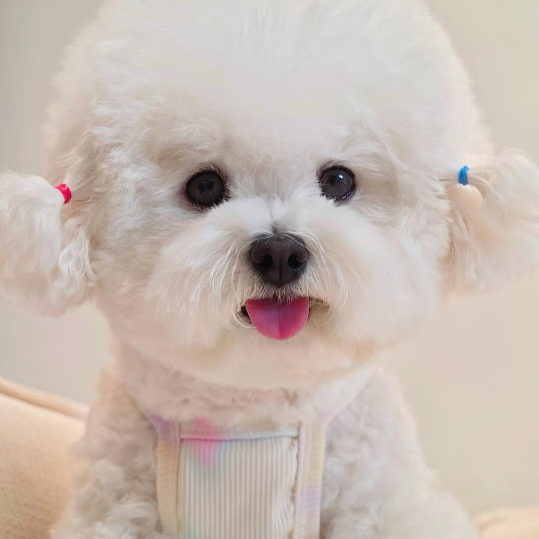 小紫晴