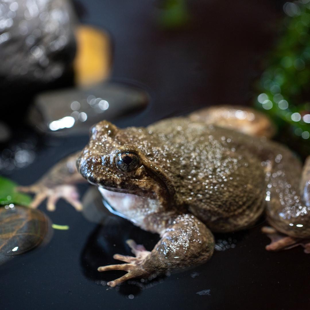 石蛙：遂昌石蛙