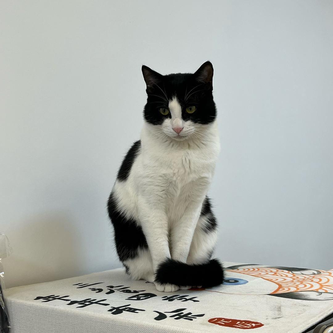 喵师傅手工合香珠