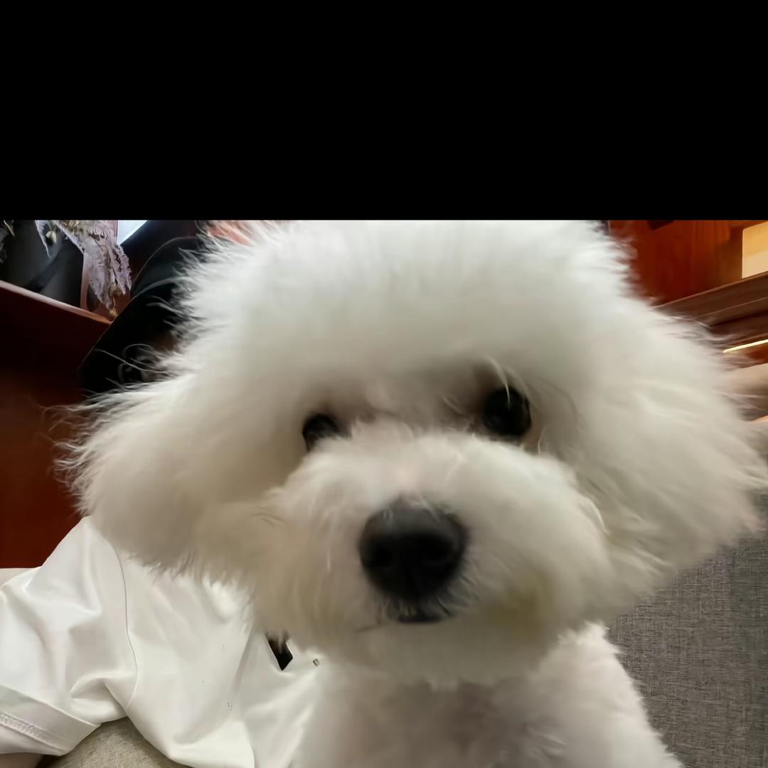 礼礼