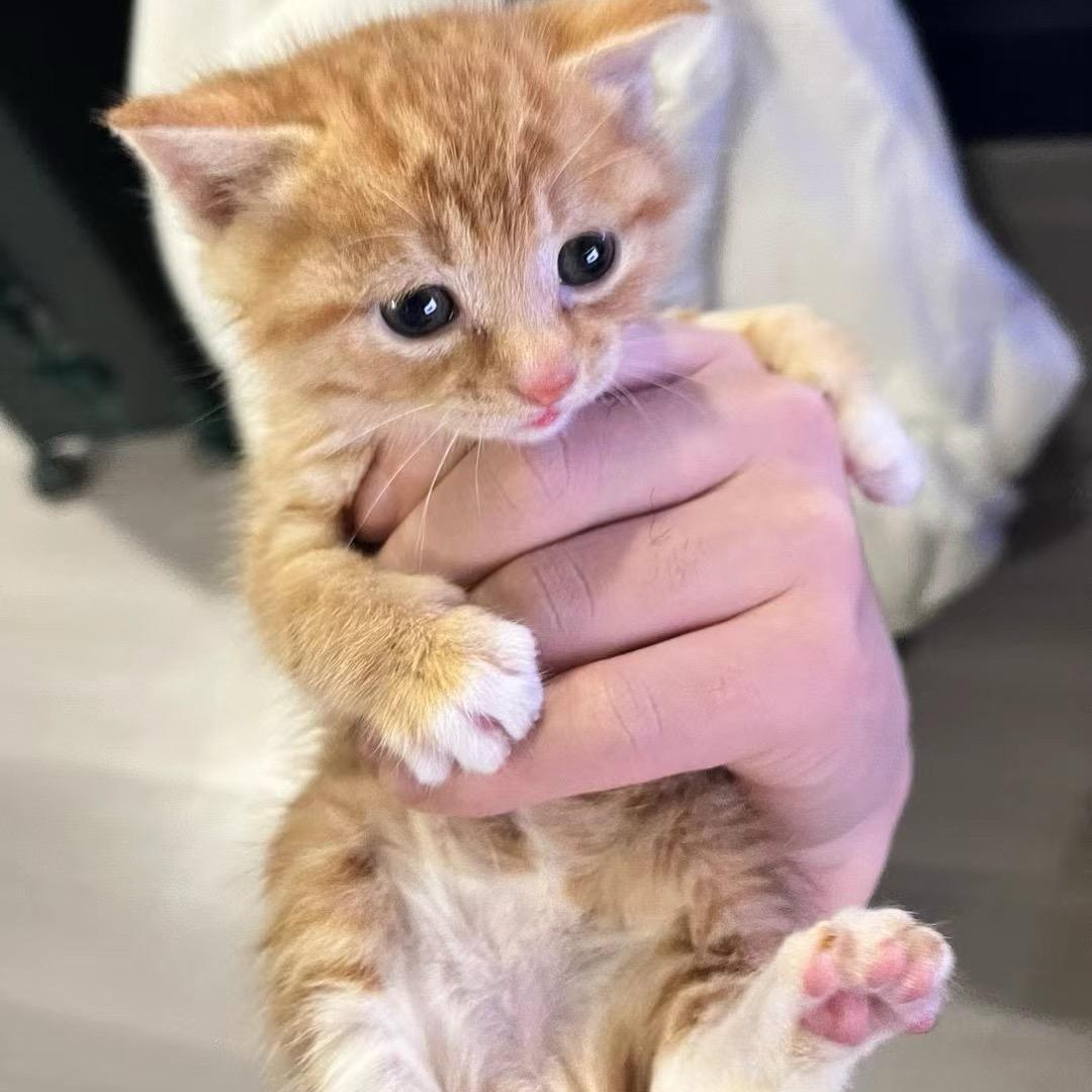 格