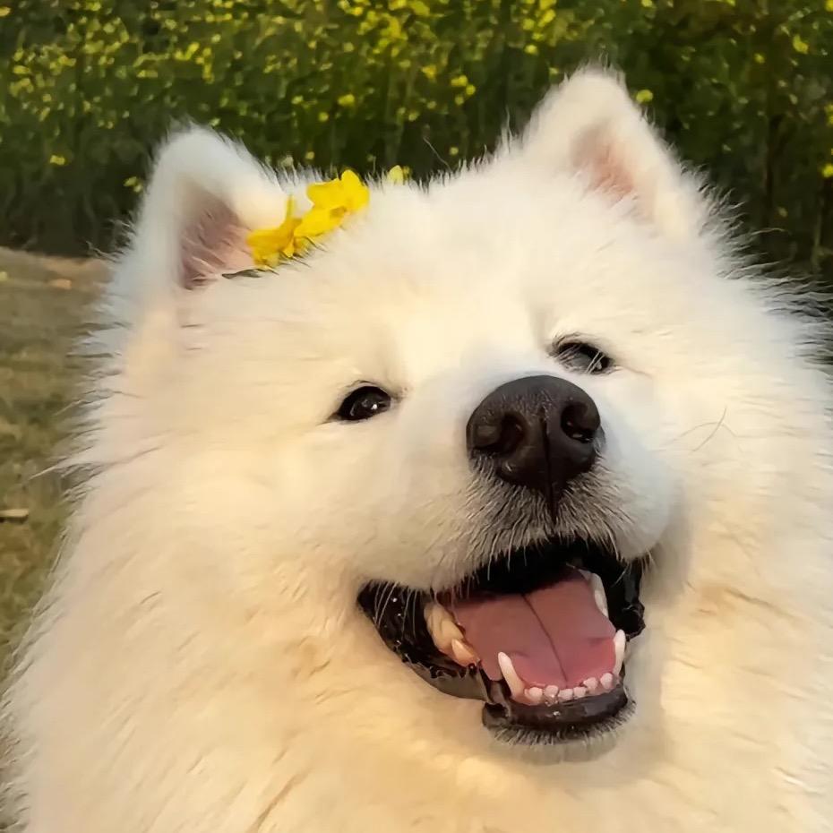 哈哈乐翻天