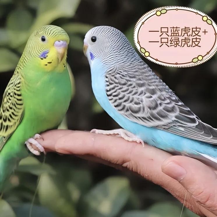小太阳咯咯哒