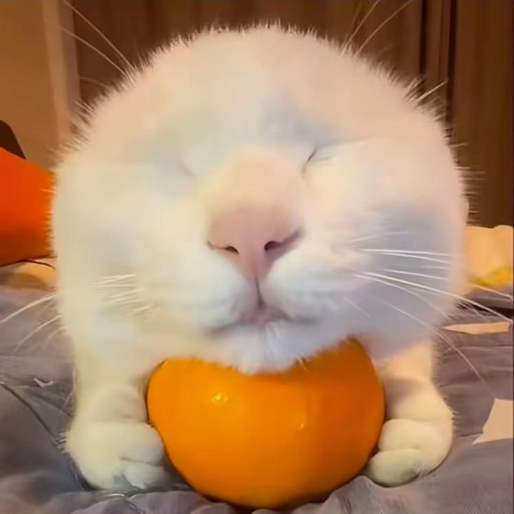 脚皮谷子