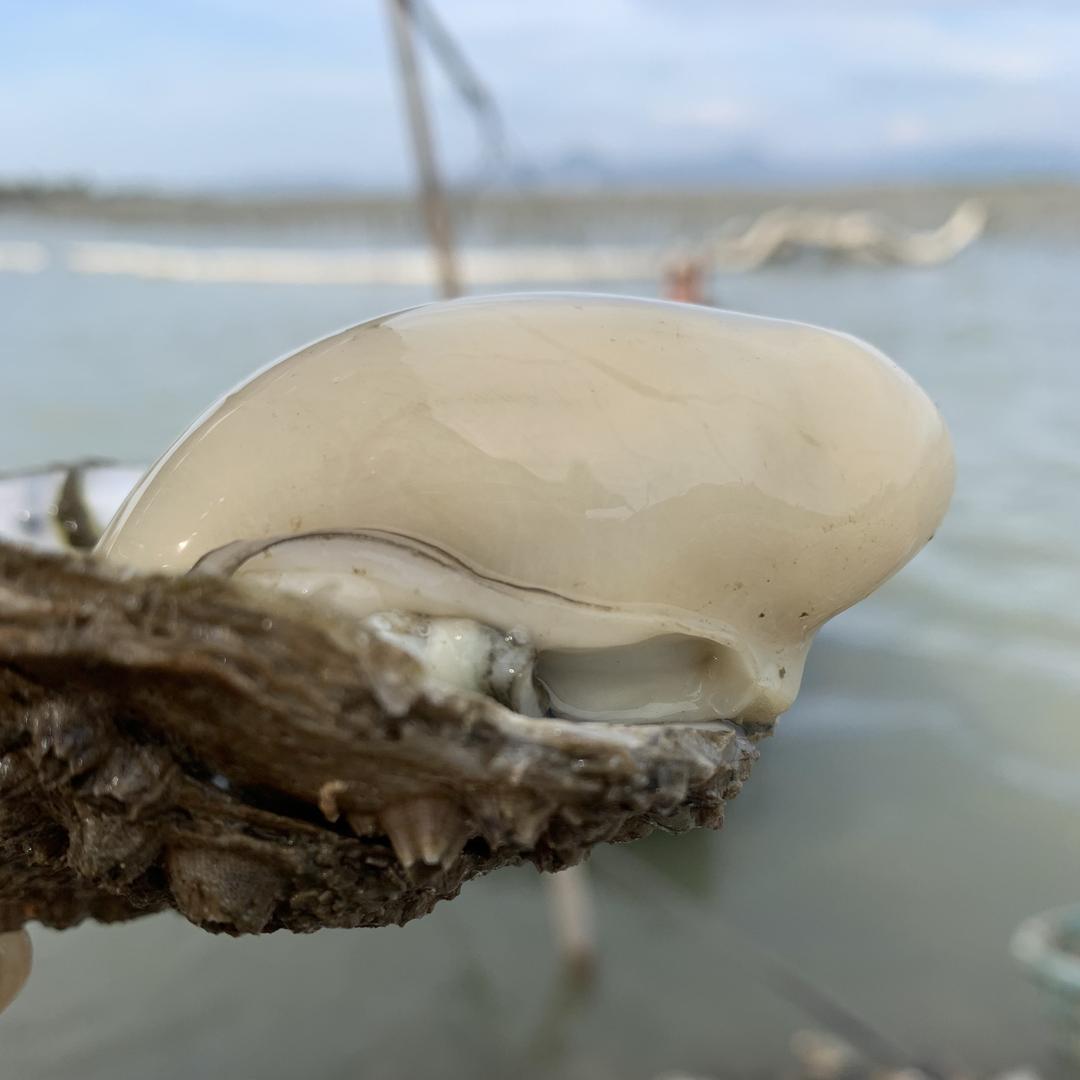 汕尾渔之佳海产品