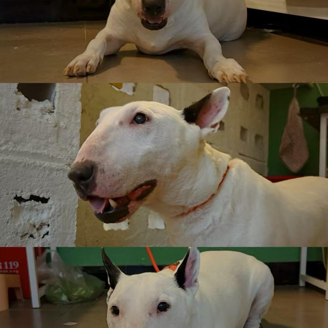 春花花烤肉小馆官方号