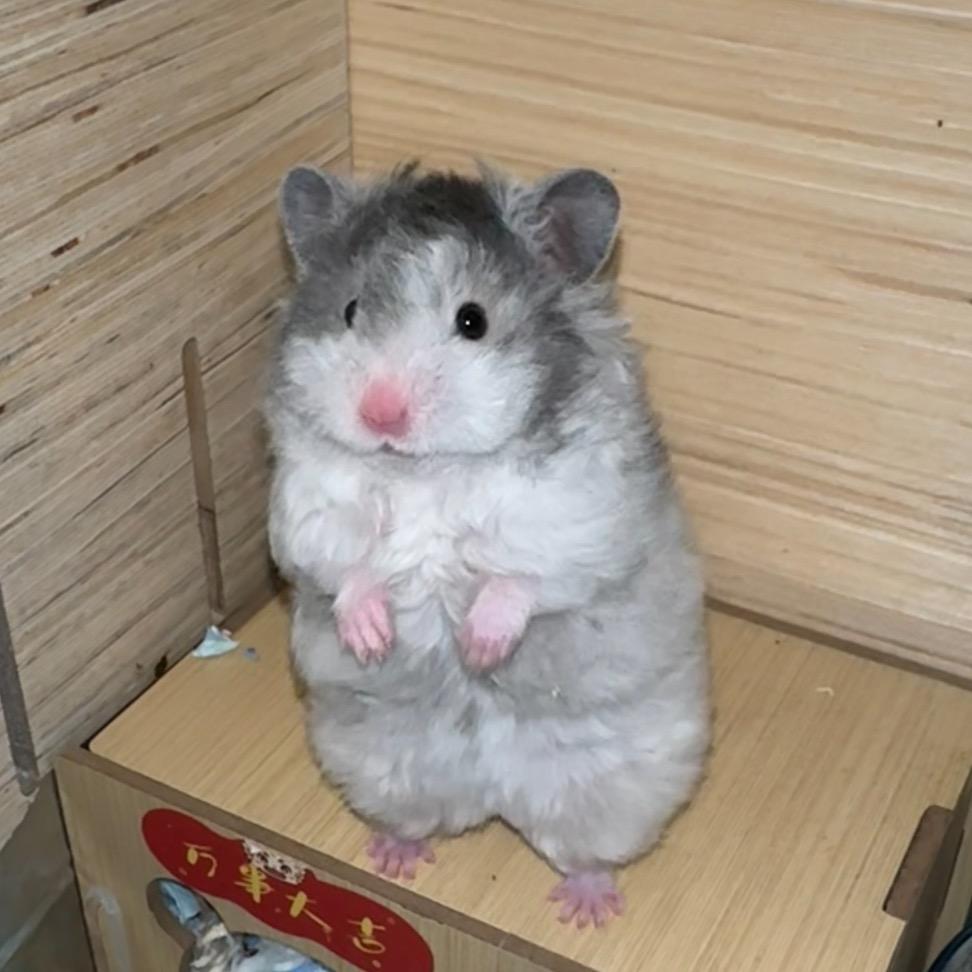 松松爱养小仓鼠