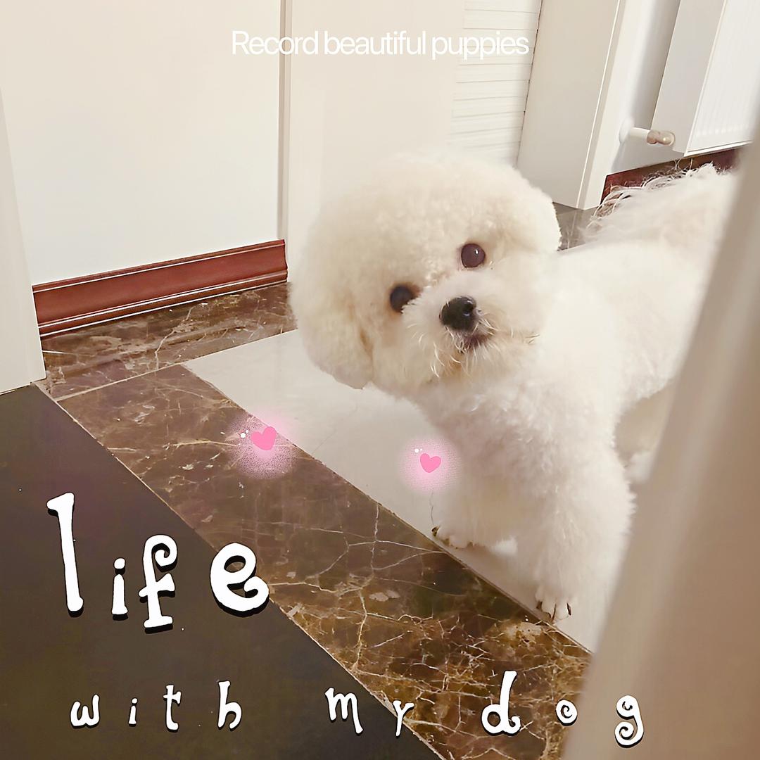 宠宝是只小比熊