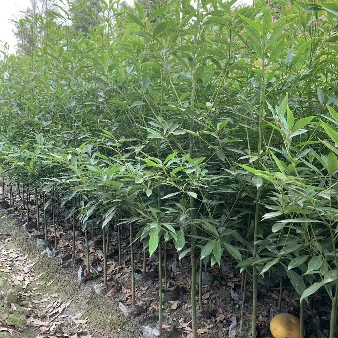 红掌柜金丝楠木苗直供站