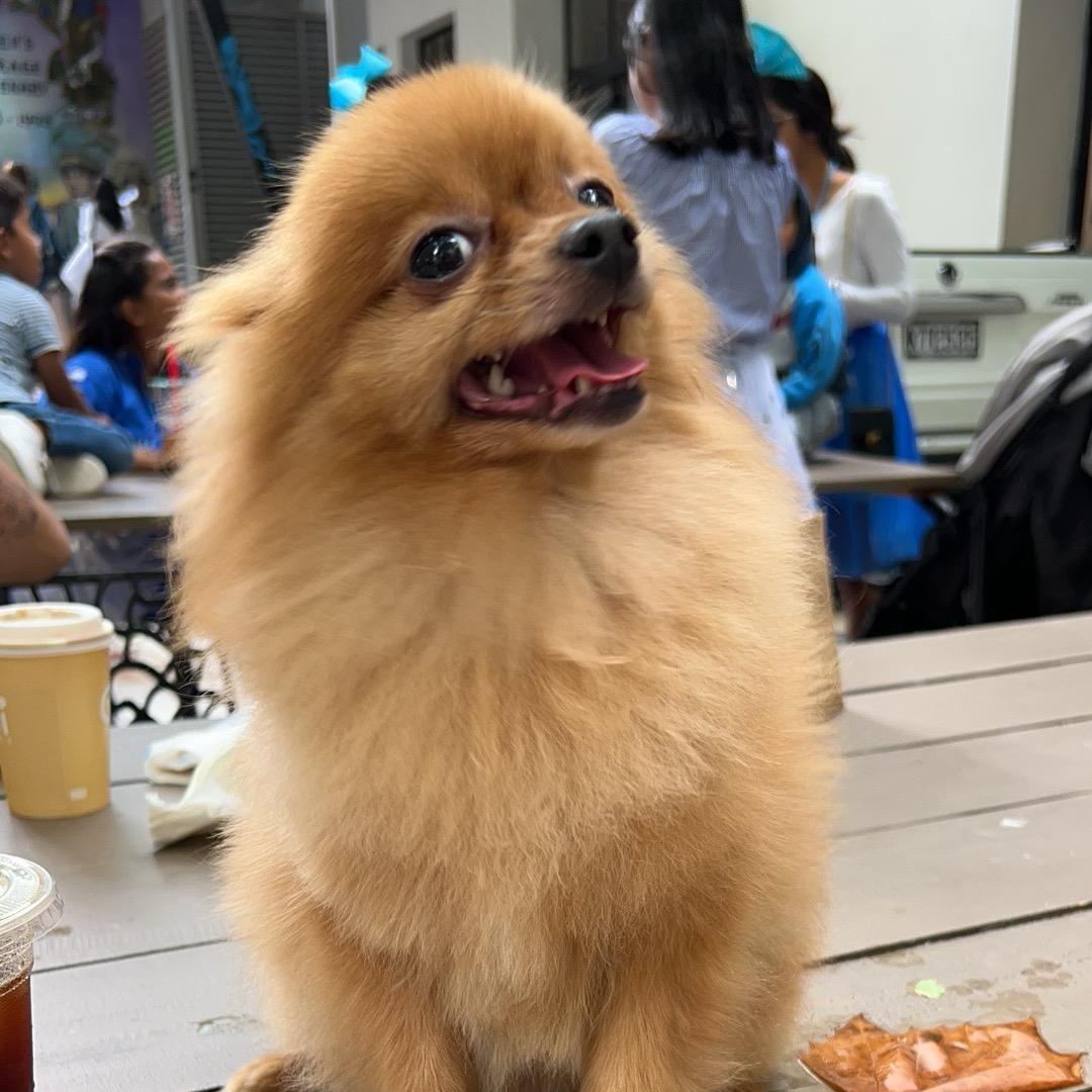 赵财进宝🐶