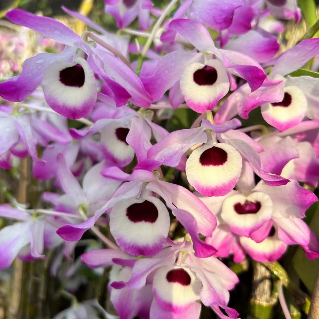 紫晶花卉