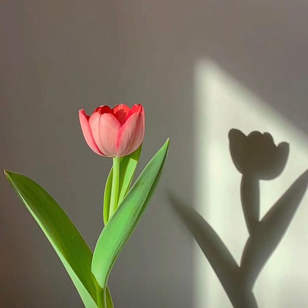 恐高的鸟💭