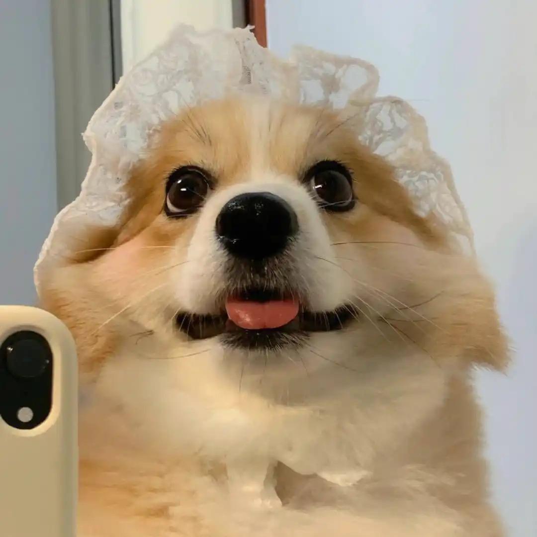 柯基王子👑